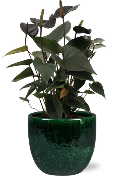 Anthurium Black Love - Ø12cm - ↕36cm + Pot Jolin D14x13cm - Vert