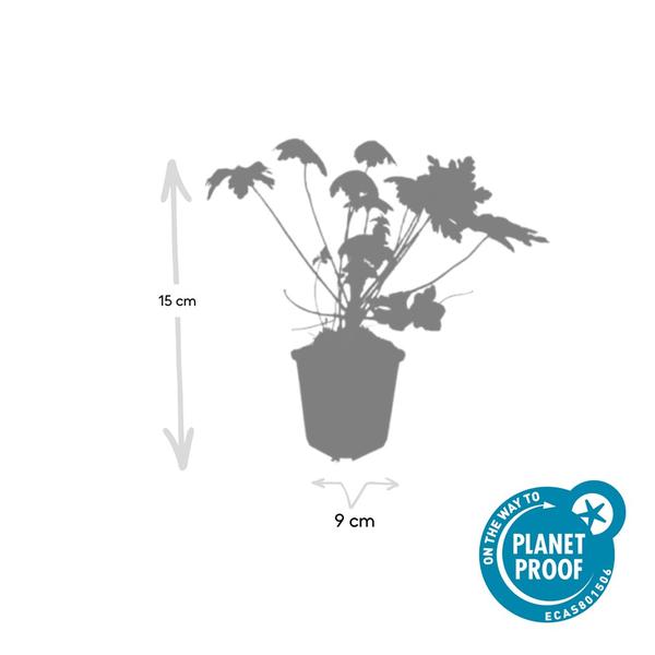Geranium macr. 'Spessart' - ↕10-25cm - Ø9cm - 60x