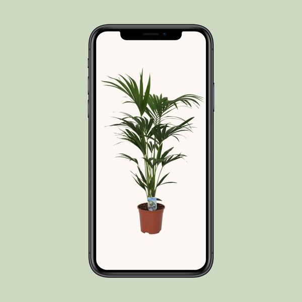 Howea forsteriana - Ø21cm - ↕120cm - Ø21 - ↨120cm