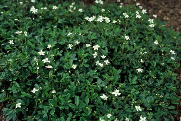 Potentilla tridentata 'Nuuk' - ↕10-25cm - Ø9cm - 60x