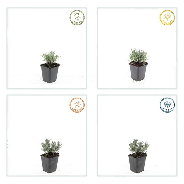 Lavandula int. 'Edelweiss' - ↕10-25cm - Ø9cm - 60x