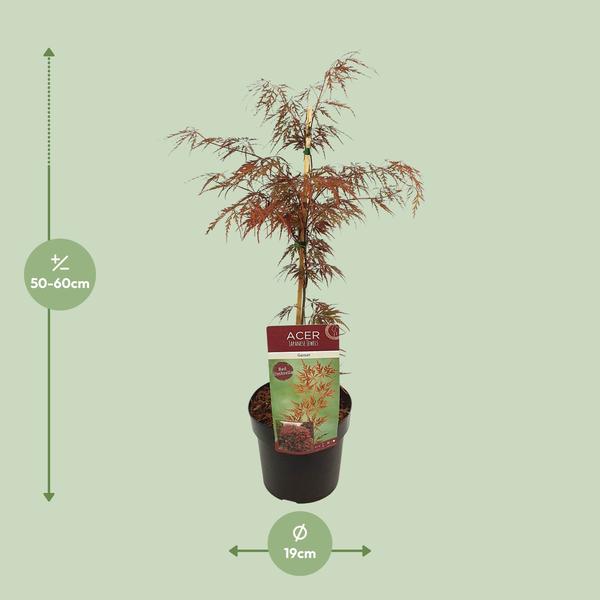 Paume d'acer. 'Grenat' - Ø19cm - ↕40cm