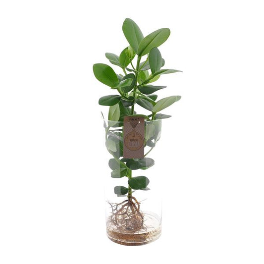 Clusia En Verre Cylindre XXL - Ø17cm - ↕60cm