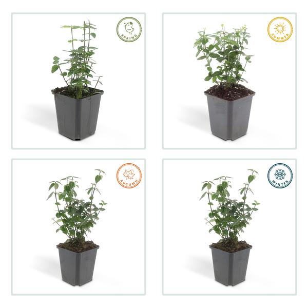 Euonymus fortunei radicans - ↕10-25cm - Ø9cm - 60x