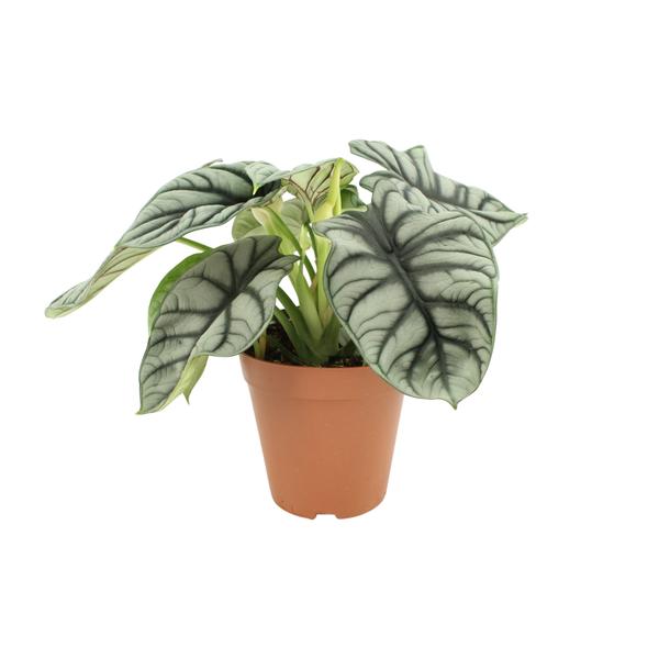 Dragon d'Argent Alocasia - Ø12 ↕25-45