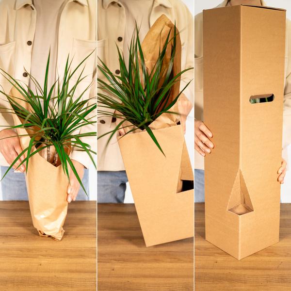 Yucca Éléphantipes - Ø17cm - ↕85cm