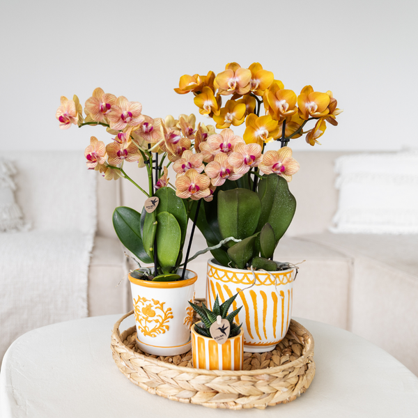 Kolibri Home | Granada - Orange - Ø12cm