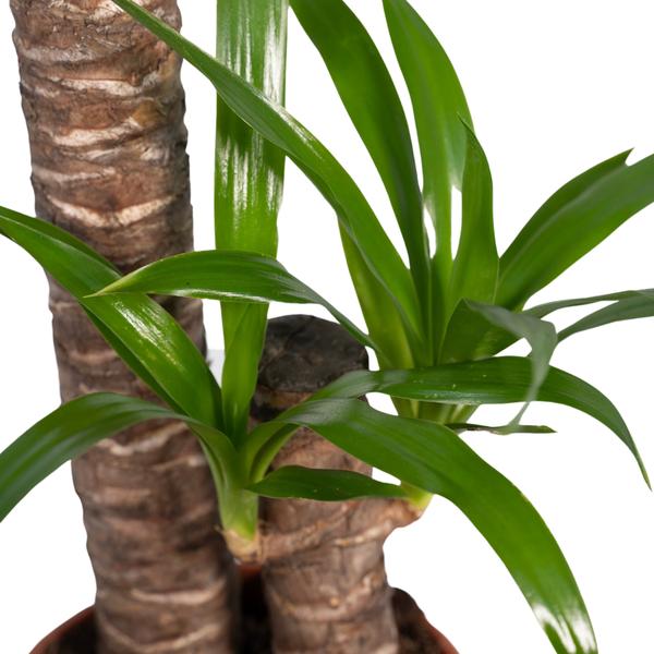 Yucca Éléphantipes - Ø17cm - ↕85cm