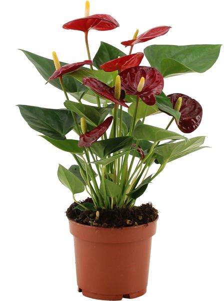 Anthurium Calon Dans Pochette Transparente - Ø12cm - ↕36cm