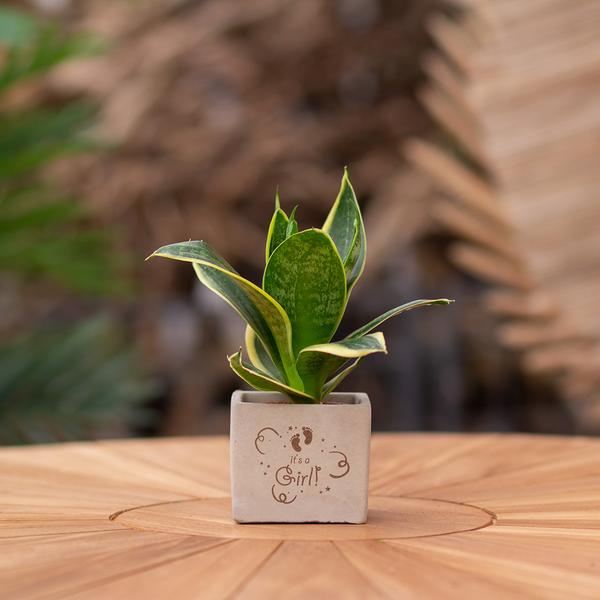 Congreetz® plantpots + Sansevieria | It's a girl