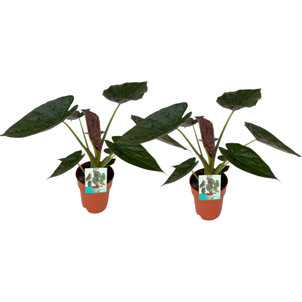 Alocasia Wentii - 2 pièces - Ø19cm - ↕85cm