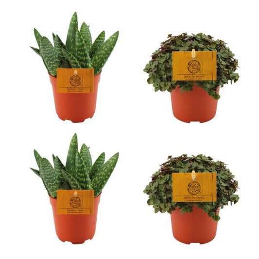 2x Aloe Paradisicum + 2x Tortue Callisia - 4 pièces - Ø10,5cm - ↕10cm
