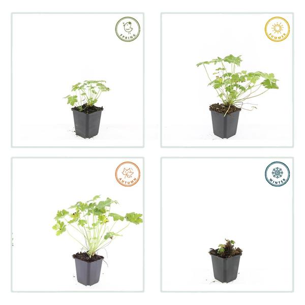Geranium macr. 'Czakor' - ↕10-25cm - Ø9cm - 60x