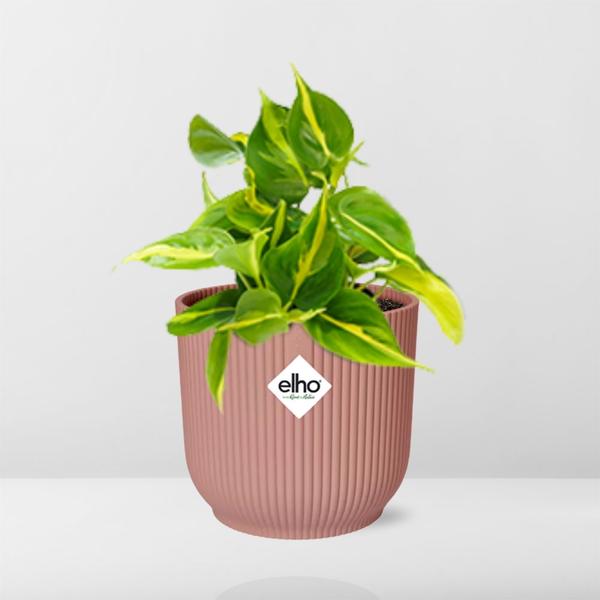 Philodendron Scandens ‘Brasil’ in ELHO Vibes Fold 14cm roze