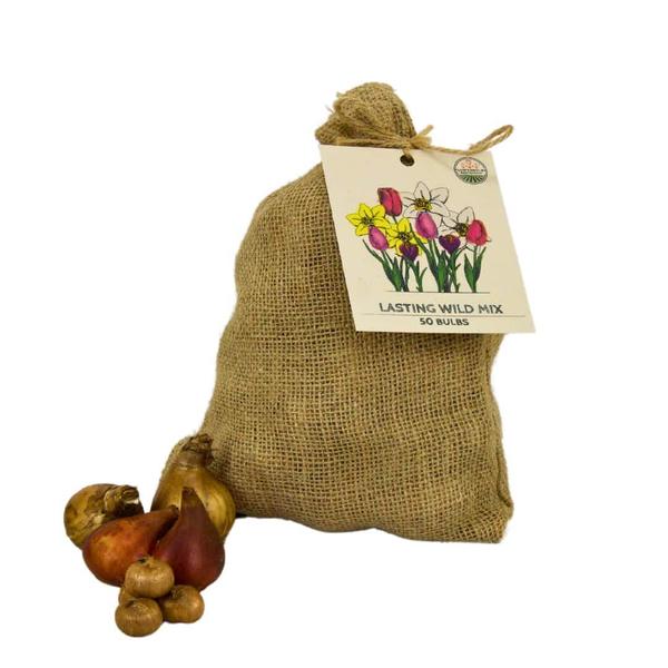 Flowerbulbs Amsterdam - Medium Lasting Wild Mix - Sachet de valeur durable, 50 bulbes de fleurs pour 1 m2 de splendeur florale -