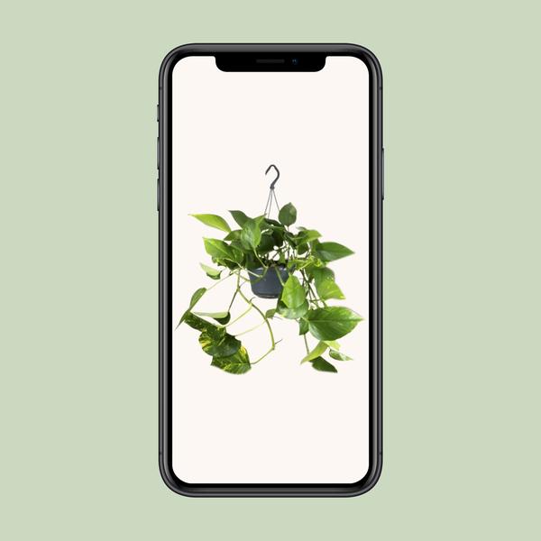 Epipremnum Aureum - Ø15cm - ↕25cm