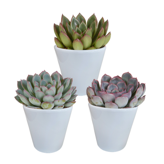 Echeveria mix 8.5 cm - 3x - in witte pot