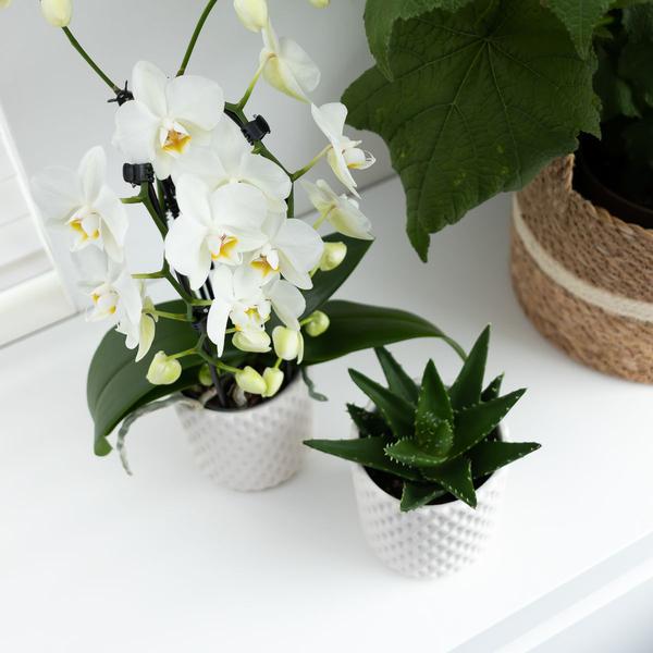 Kolibri Orchids | witte Phalaenopsis orchidee - Niagara Fall - potmaat Ø12cm | bloeiende kamerplant - vers van de kweker
