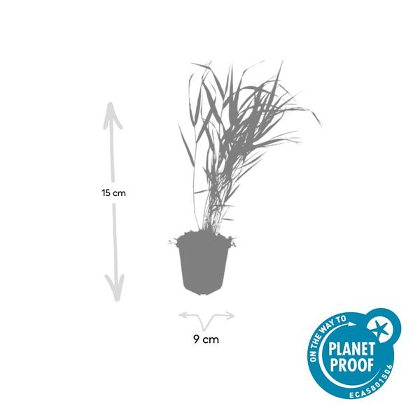 Hakonechloa macra - ↕10-25cm - Ø9cm - 60x