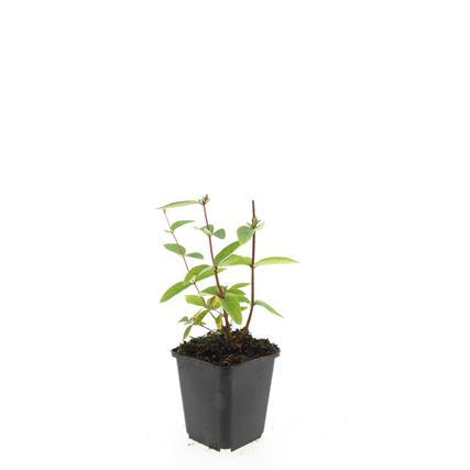 Hypericum inodorum 'Annebel' - ↕10-25cm - Ø9cm - 60x