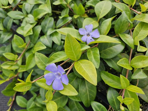 Vinca minor 'La Grave' - ↕10-25cm - Ø9cm - 20x