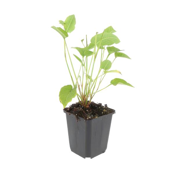 Persicaria amplexicaulis - ↕10-25cm - Ø9cm - 40x