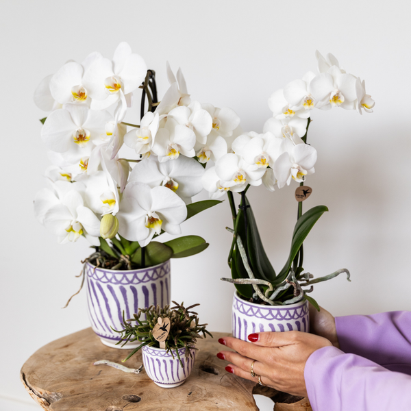 Kolibri Home | Granada - Lilac - Ø12cm