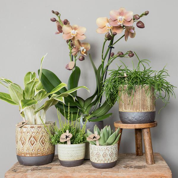 Maison Colibri | Support à plantes - Réhausse à plantes en bois Ø12cm