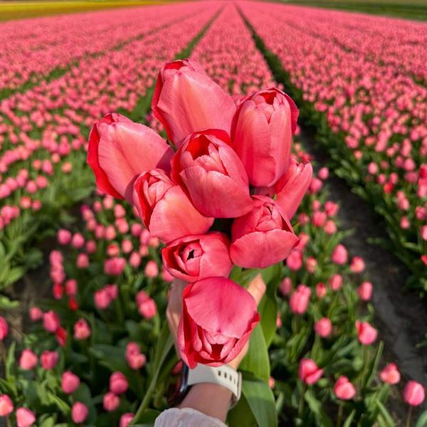 Flowerbulbs Amsterdam - Pink Impression - 15 bulbes à fleurs - Taille 12+
