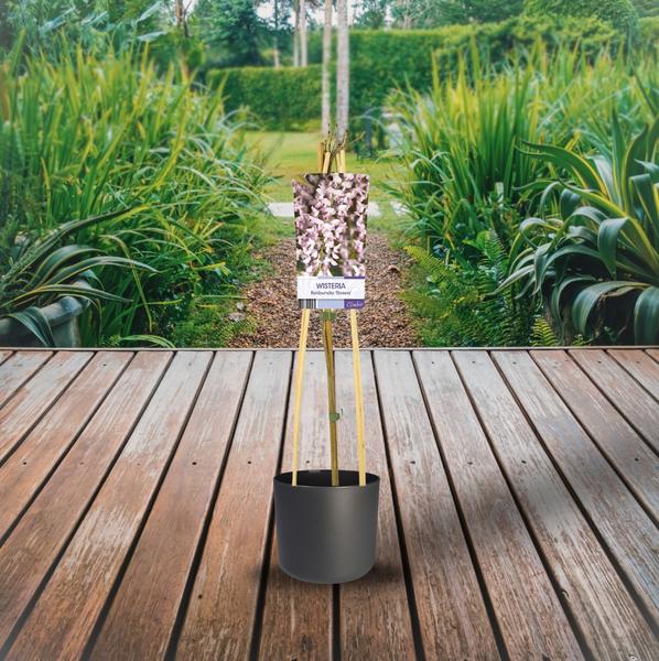 Glycine Floribunda 'Rosea' +Étiquette lumineuse - Ø17cm - ↕75cm