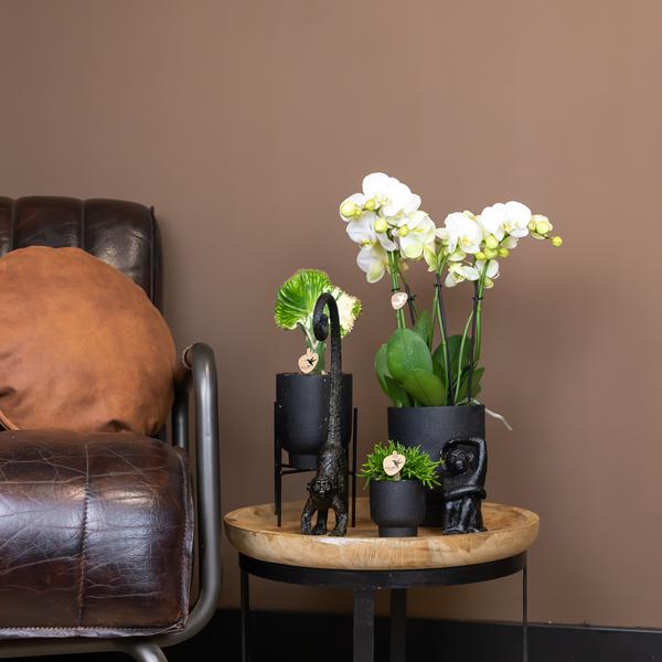 Maison Colibri | Support à plantes - Réhausse à plantes en métal noir Ø12cm