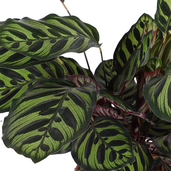 Calathea Makoyana Ø21cm - ↕70cm en pot Boule TAUPE