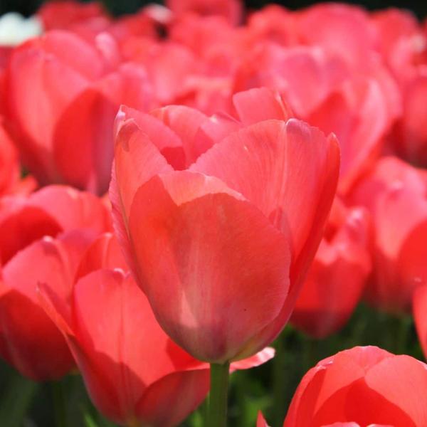 Bulbes à fleurs Amsterdam - Van Eijk - 15 bulbes à fleurs - Taille 12+