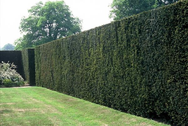 Taxus baccata - ↕30-50cm - racine nue - 50x