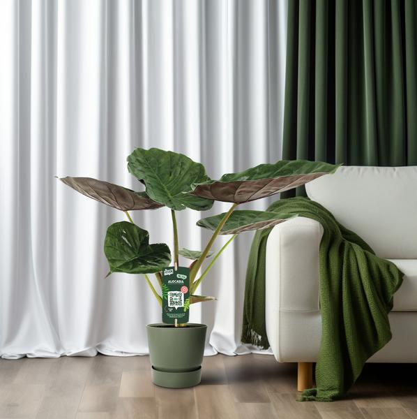 Alocasia Wentii - Oreille d'éléphant - Ø19cm - ↕70cm