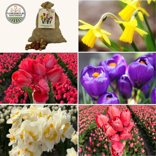 Flowerbulbs Amsterdam - Super Lasting Wild Mix - Sachet de valeur durable, 100 bulbes de fleurs pour 2,5 m2 de beauté florale