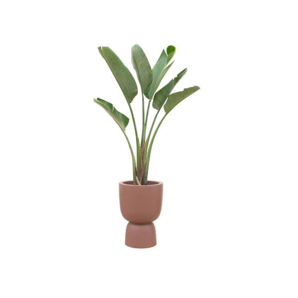 Offre combinée - Strelitzia Augusta avec elho Pure Coupe marron Ø41 - 210 cm