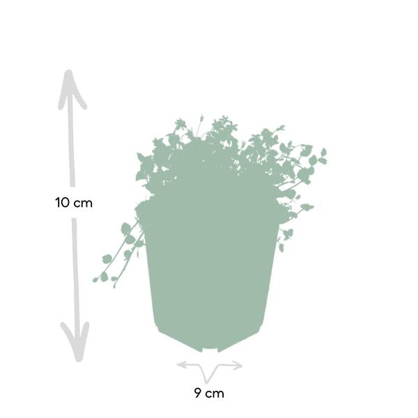 Isotoma fluviatilis - ↕10-25cm - Ø9cm - 6x