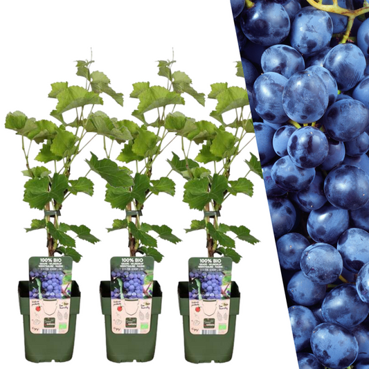 3 x Plants de Raisin Bio - Ø 13 cm - ↨ 20 cm