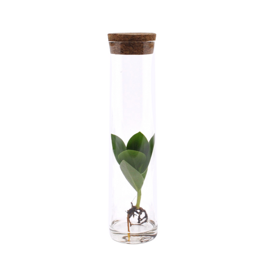 Clusia En Tube De Verre - Ø5cm - ↕15cm