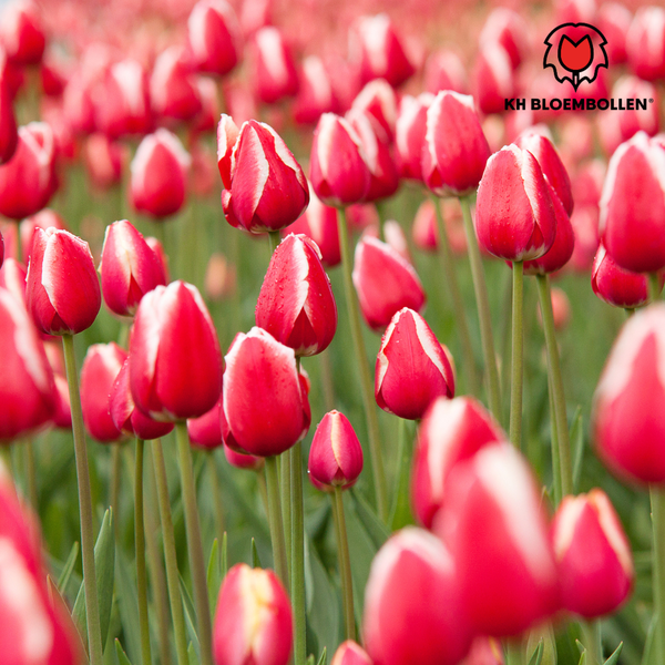 Candy Apple Delight - Bulbes de tulipes 20 pièces