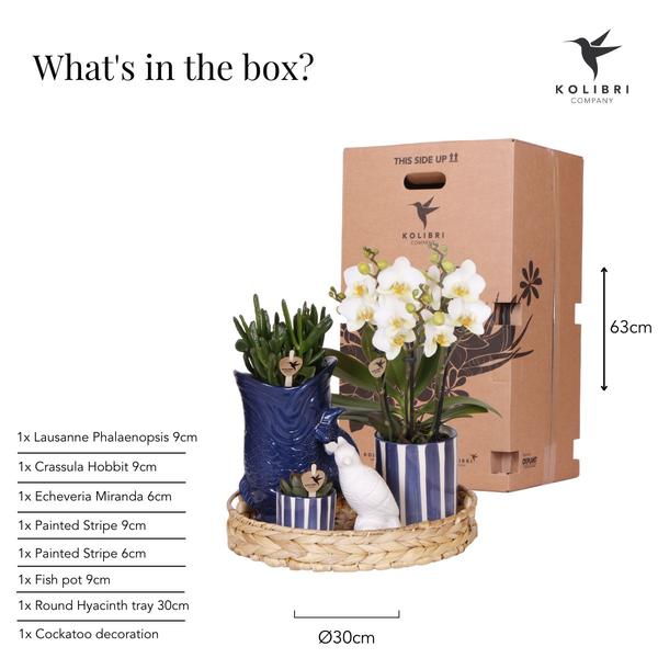 Compagnie des Colibris | Ensemble de plantes Coucher de soleil méditerranéen | Orchidée Phalaenopsis blanche Lausanne et plantes succulentes avec pots décoratifs en céramique