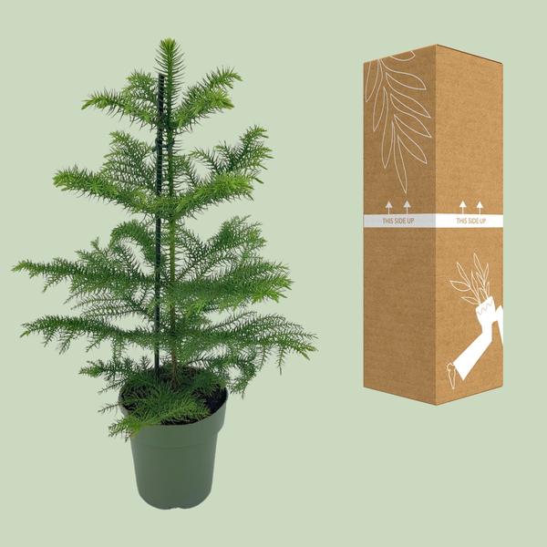 Araucaria Heterophylla - Ø14cm - ↕40cm
