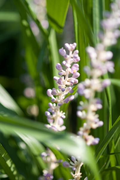 Liriope muscari 'Moneymaker' - ↕10-25cm - Ø9cm - 60x
