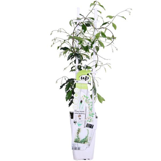 Trachelospermum 'Étoile de Venise' - Jasmin Toscan Blanc - Ø15cm - ↕65cm