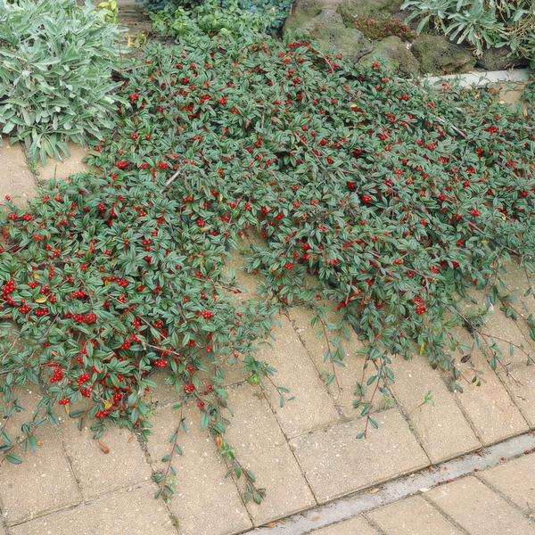 Cotoneaster dam. 'Major' - ↕25cm - Ø9cm - 60x