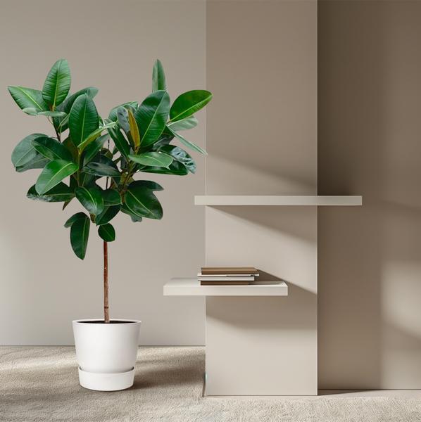 Ficus Elastica Robusta op stam - 110 cm - ø24