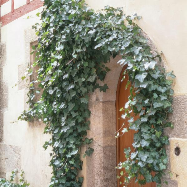 Hedera helix 'Glacier' - ↕10-25cm - Ø9cm - 6x