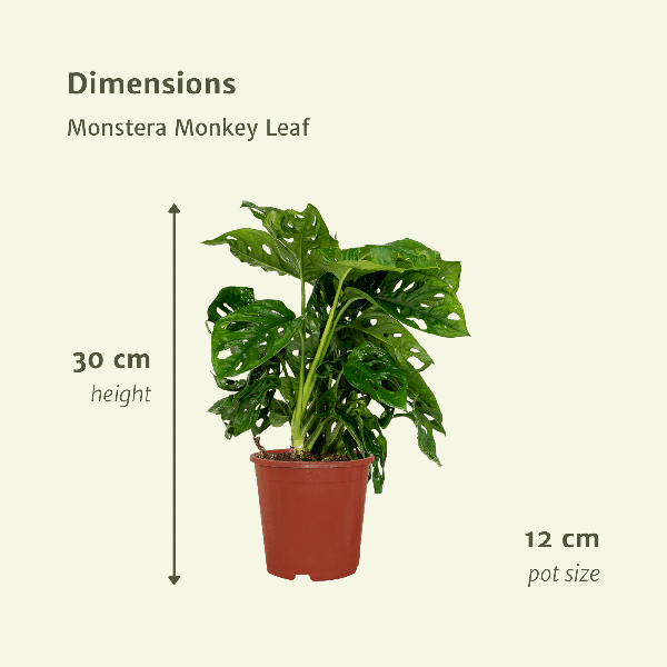 2x Monstera Monkey Leaf - Plante en trou - 30cm - ø12