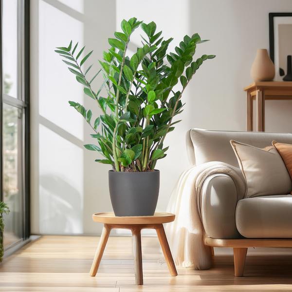 Zamioculcas Zamiifolia avec Viber gris - 80cm - Ø21
